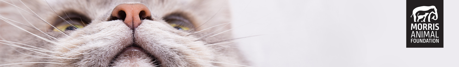 Feline Behavior Lecture Series 2021